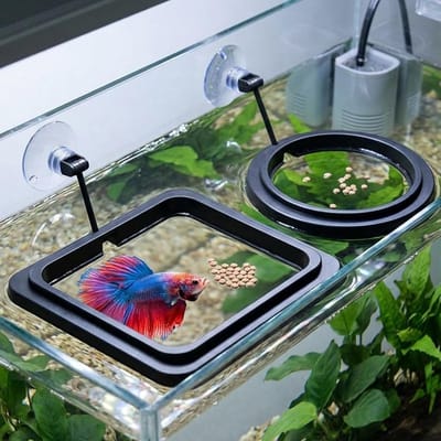 Drijvende Visvoer Ring-visvoederautomaat-2 sets voerringen voor betta's - vierkante en ronde aquariumvoerringen - met zuignappen - drijvende voerringen voor vissen - zwart