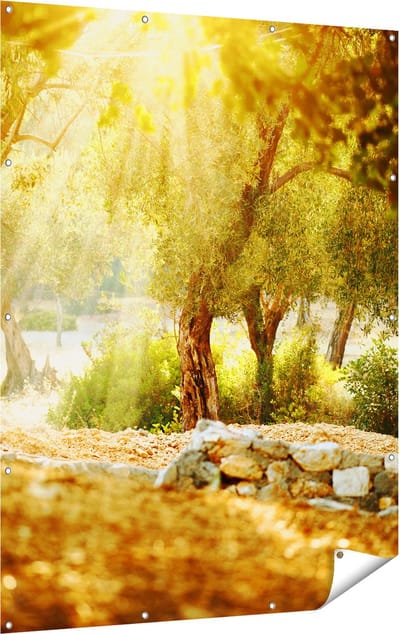 Gards Tuinposter Olijfbomen - Olijfboomgaard - 120x160 cm - Tuindoek - Tuindecoratie - Wanddecoratie buiten - Tuinschilderij