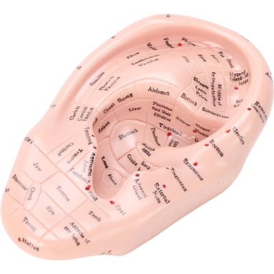 Modèle de Points d'Acupuncture pour Massage de l'Oreille 17cm Modèle de Massage des Zones de l'Oreille Fournitures de Laboratoire pour l'Enseignement de la Réflexologie