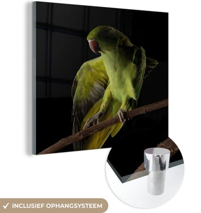 MuchoWow® Glasschilderij 50x50 cm - Schilderij acrylglas - Papegaai - Vogel - Tak - Foto op glas - Schilderijen
