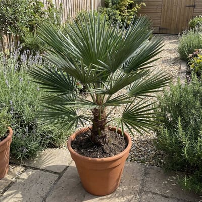 Bloomique - Chamaerops Humilis Vulcano - Dwergpalm - Tuinplanten - Winterhard - Hoogte 50-70 cm - Pot 24 cm
