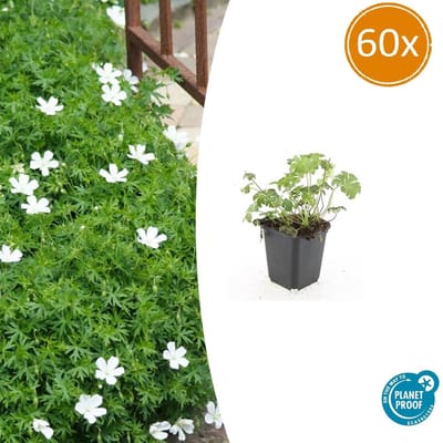60 stuks Ooievaarsbek 'Sang. Album', Witte Bloemen, Geranium Sang. Album - 10-25cm - Ø9cm