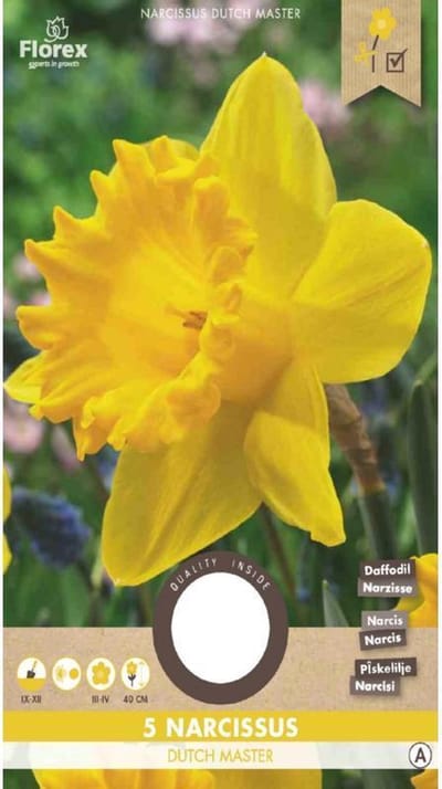 Narcis Grootkronig Dutch Master 12/14 5st (10) 971.04