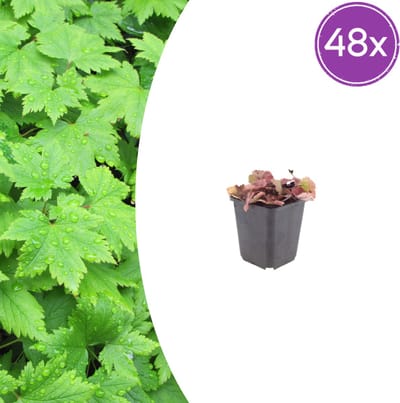 Tuinplantenshop.com | Tiarella cordifolia | 48 stuks - Ø9cm - 10-25cm hoog - Tuinplant