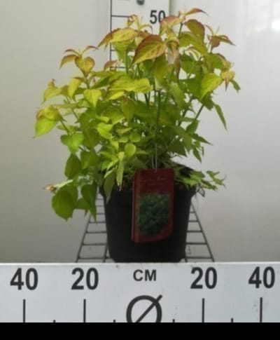 Leycesteria form. 'Golden Lanterns'® ('notbruce') - Fazantenbes, Karamelbes, Grootmoeders Oorbel 40- 50 cm in pot