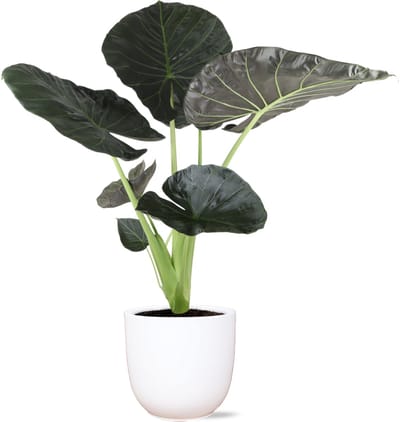 Alocasia Regal Shield Ø21cm - 100cm in Boule WIT pot