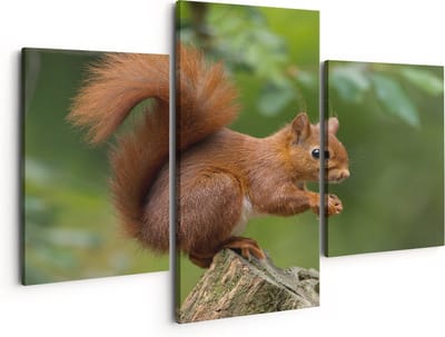 Artaza Canvas Schilderij Drieluik Eekhoorn op een Boomstam in het Bos - 150x120 - Groot - Foto Op Canvas - Canvas Print