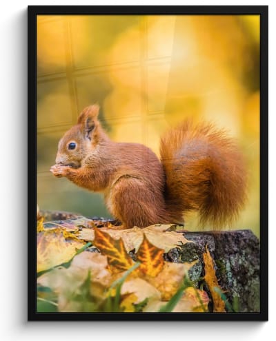 Poster in lijst - Fotolijst 50x70 cm - Posters - Eekhoorn - Herfst - Bosdieren - Herfstbladeren - Bos - Posterlijst zwart - Decoratie - Wanddecoratie woonkamer - Muurdecoratie slaapkamer