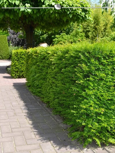 Venijnboom Taxus media Hillii 60-80 cm, 10x Haagplant