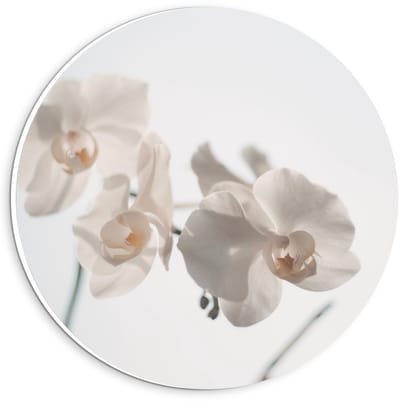 Forex Wandcirkel - Witte Bloemetjes op Witte Achtergrond - 20x20cm Foto op Wandcirkel (met ophangsysteem)