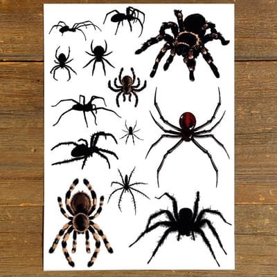 GetGlitterBaby® - Spinnen Tattoo Halloween Decoratie Versiering / Carnaval Schmink Make Up Plak Tattoos / Tijdelijke Tattoo / Nep Tatoeage - Spinnen