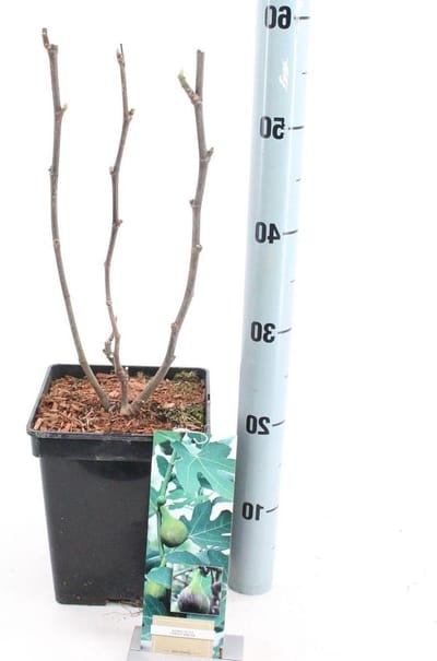 Vijgenboom Plant - Vruchtboom - Fruit Kweken - Zelfbestuivend - 80-90 cm - Groen