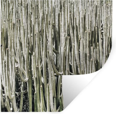 Muurstickers - Sticker Folie - Cactus - Natuur - Vetplanten - 100x100 cm - Plakfolie - Muurstickers Kinderkamer - Zelfklevend Behang XXL - Zelfklevend behangpapier - Stickerfolie