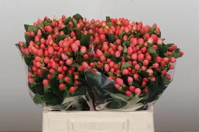25x Hyper.sweet romance 40cm