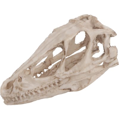 Hars Dinosaurus Schedel Model Gesimuleerd Dierlijk Skelet Huis Kantoor Decoratie Ambacht Onderwijs Requisiet gray