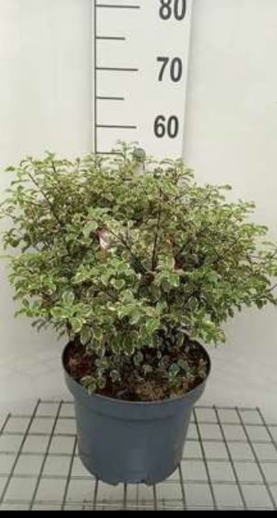 Pittosporum ten. 'Variegatum' - Australische Laurier 50- 60 cm in pot