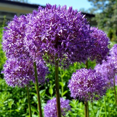 Hybride sierui (Allium hybrid) - Allium Millenium - Sierui - Bijen-Vlinders - Snijbloemen - bloeit in Juli / Augustus / September