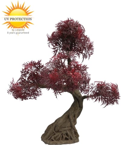 Ming Aralia Bonsai Burgundy - x 5 - UV-bestendig
