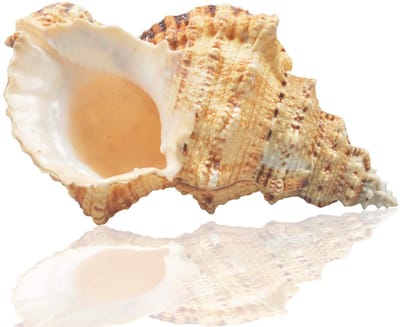 Grote natuurlijke zeeschelpen, Murex Ramosus-schelpen, enorme oceaanschelp, 18 - 20 cm, jumbo schelpen, perfect voor bruiloftsdecoratie, strandthemafeest, woondecoratie, doe-het-zelf ambachten, aquari