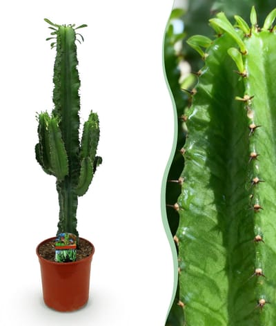 Green boutiQ - Kamerplant - Euphorbia eritrea - Afrikaanse melkboom - Cactus voor binnen - 1 Plant - Pot 19cm - Hoogte 70cm