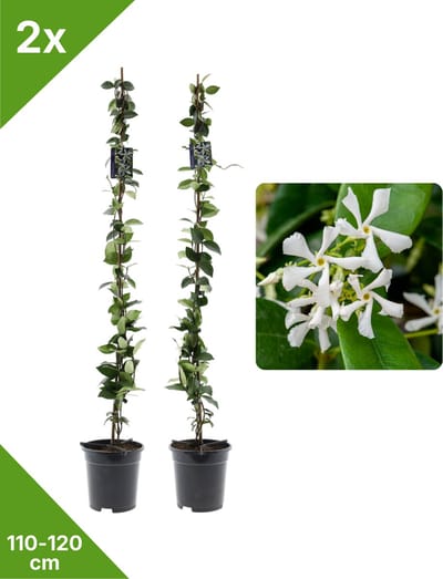 GARDENZO - 2x Witte Toscaanse Jasmijn (Trachelospermum) XXL in 2 ltr pot 115-120 cm