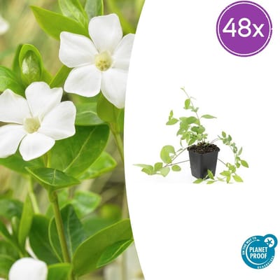 Trendyplants - Vinca major 'Alba' - 48 stuks - Grote Maagdenpalm - Winterhard - Hoogte 10-30 cm - Potmaat Ø9cm