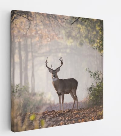 Saammp Canvas Schilderij - Hert in het bos - Natuur - Dieren - 20x20 - Foto op canvas - Wanddecoratie - Muurdecoratie Woonkamer - Slaapkamer decoratie - Canvas Print