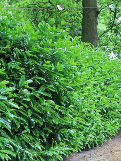 Laurier Prunus Novita 60-80 cm in Pot, 3x Haagplant