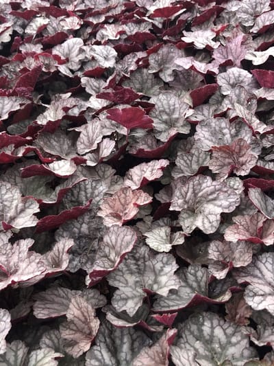 6x Purperklokje - Heuchera hybr. 'Cascade Dawn' | 9x9 cm pot