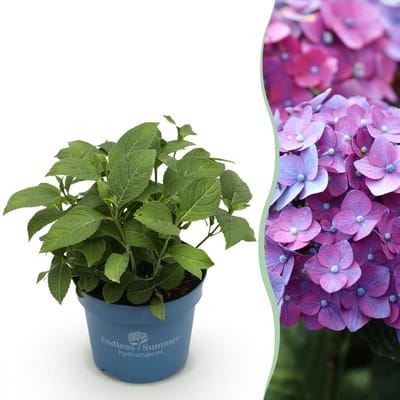 Green boutiQ - Tuinplant - Hydrangea Endles Summer Summer Love Purple - Hortensia - Winterhard - Paars - 1 Plant - Pot 14cm - Hoogte 20-25cm