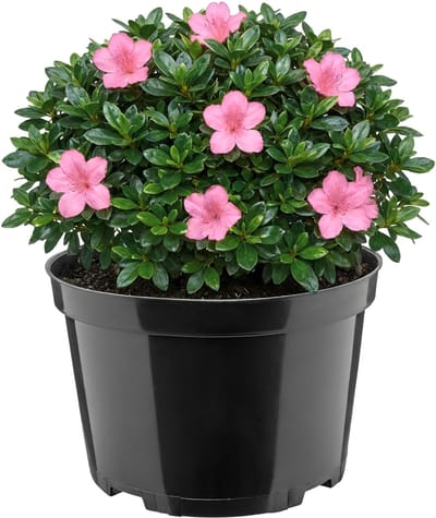 Garronda Ronde kunststof bloempot met drainagegaten voor tuin (Zwart, Ø22 x 14,5 cm (4L)) GD-KW-RL