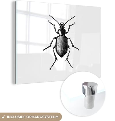 MuchoWow® Glasschilderij 40x30 cm - Schilderij acrylglas - Kever - Dieren - Vintage - Zwart wit - Foto op glas - Schilderijen