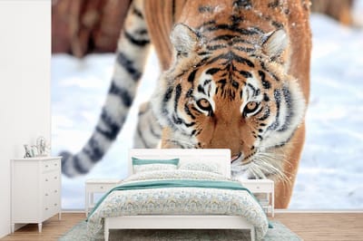 Behang - Fotobehang Tijger - Sneeuw - Dieren - Breedte 330 cm x hoogte 220 cm