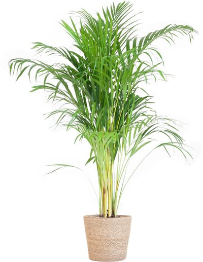 Plantenboetiek.nl | Areca Palm (Dypsis) met Sofia mand naturel - Ø21cm - 90-100cm hoog - Kamerplant - Groenblijvend