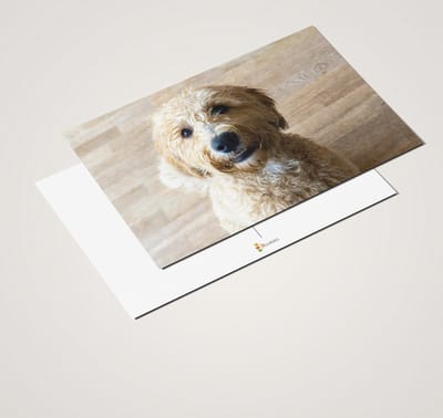 Ansichtkaartenset Labradoodle