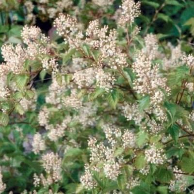 Stephanandra tanakae - Grote Kransspirea 30 - 40 cm in pot