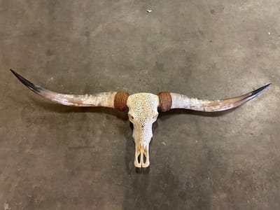 Longhoorn - Skull - Longhorn - Gewei - Buffelschedel - Dierenschedel - Wanddecoratie - Bali - Wit - 150 cm