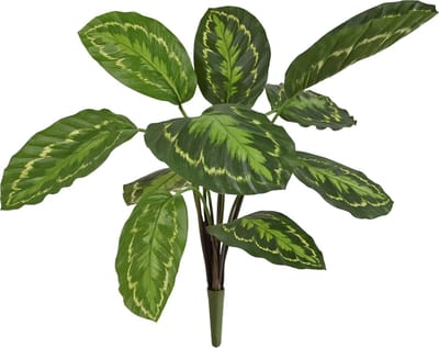 Calathea Roseopicta Kunstplant 50cm