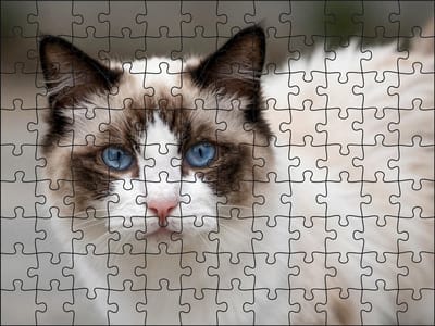 Puzzel Ragdoll | 120 stukjes | Dierenpuzzel | Kattenpuzzel