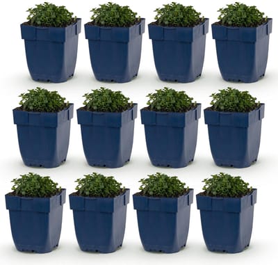 Green boutiQ - Vasteplant - Campanula portenschlagiana - Perzikbladklokje - Bodembedekkend - Roze - 12 Planten - Pot 11cm - Hoogte 15-25cm