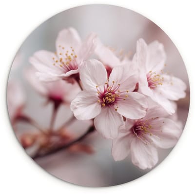 WallCircle® Wandcirkel 120x120 cm - Muurcirkel Bloesems - Meeldraden - Geel - Wazig - Muurdecoratie woonkamer - Wanddecoratie slaapkamer - Kamer decoratie accessoires - Ronde schilderijen XXL