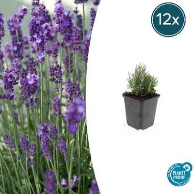 Tuinplantenshop.com | Lavandula ang. 'Dwarf Blue' | 12 stuks - Ø9cm - 10-25cm hoog - Tuinplant