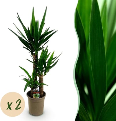 Plantenboetiek.nl | Yucca elephantipes - Yucca - Weinig onderhoud - Groen - 2 - Ø21cm - 90-100cm hoog - Kamerplant - Groenblijvend