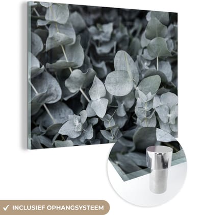 MuchoWow® Glasschilderij 40x30 cm - Schilderij acrylglas - Natuur - Planten - Eucalyptus - Bladeren - Foto op glas - Schilderijen