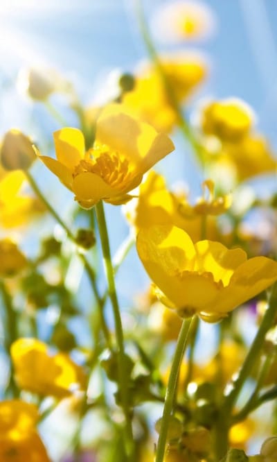 Fotobehang - Yellow Flowers 150x250cm - Vliesbehang