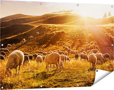 Gards Tuinposter Schapen in de Heuvels bij Zonsondergang - 120x80 cm - Tuindoek - Tuindecoratie - Wanddecoratie buiten - Tuinschilderij