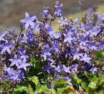 6x Klokje - Campanula poscharskyana | 9x9 cm pot