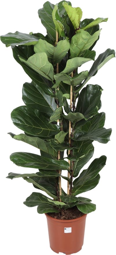 Green Harmony | Ficus Lyrata - Ø27cm - 140cm