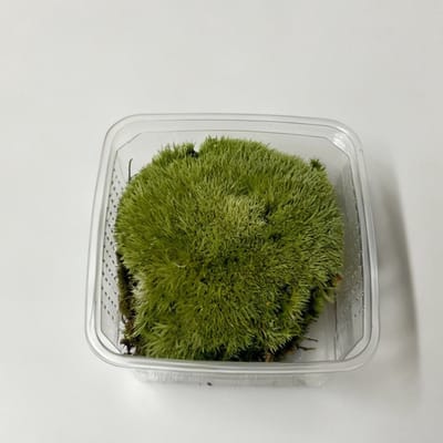 JUNAVERA Speciaal Fijn Mos Bol - Zilvergroen - In Bakje +- 50 gram