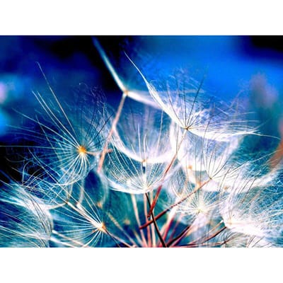 Volledige ronde boor diamant borduurwerk witte paardenbloem 5D DIY diamant schilderen kruissteek strass 20X30CM blue